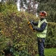 Акумулаторен храсторез 18V, 55 см, DeWalt DCMHT562N