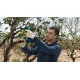 Акумулаторна лозарска ножица 12V 06019K1020, Bosch Pro Pruner Solo
